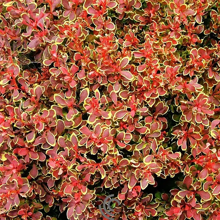 Berberis Barberry"Golden Ruby"