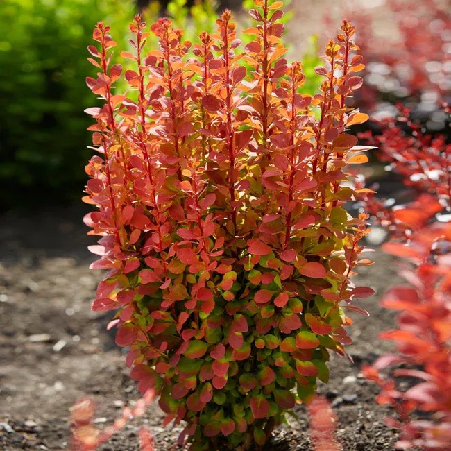 Berberis Barberry"Orange Rocket"