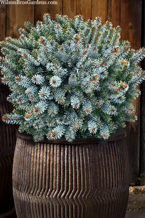 Berliners Globe Serbian Spruce - 3 Gallon Pot