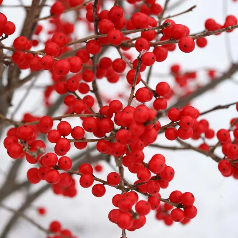 Berry Poppins Winterberry