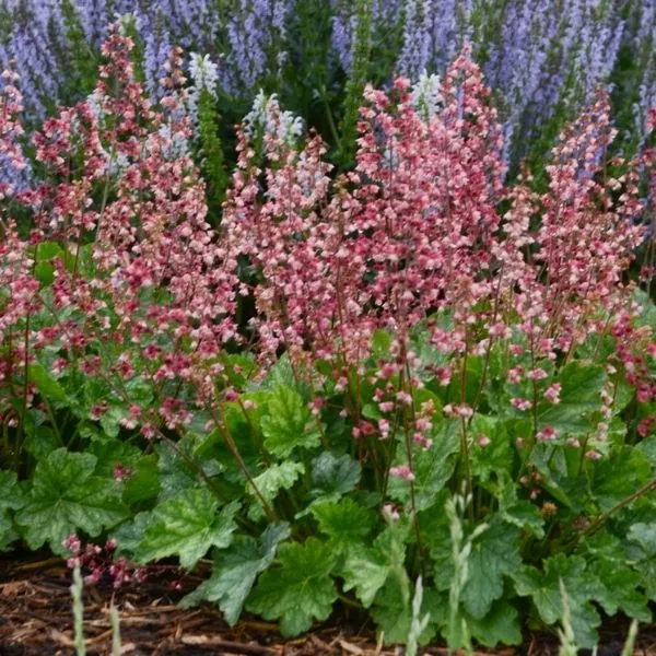 Berry Timeless Coral Bells – #1 Container