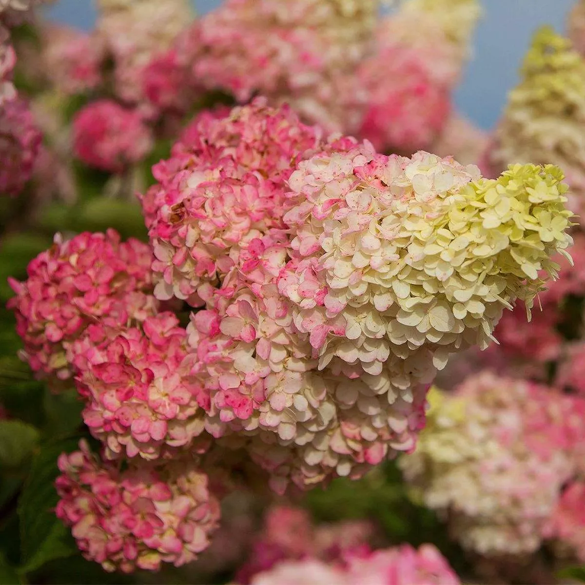 Berry White Panicle Hydrangea FE#2 FE Cont