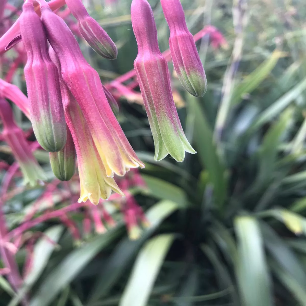 Beschorneria rigida’Tip-a-LaPea ’