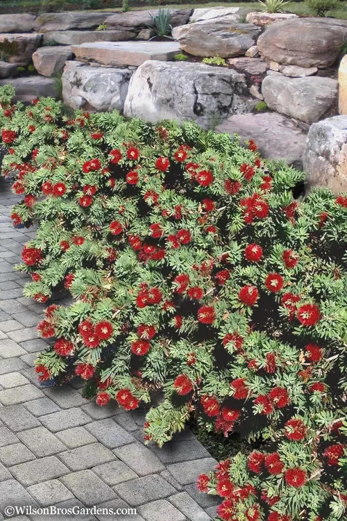 Better John Dwarf Red Bottlebrush (Callistemon viminalis) - 1 Gallon Pot