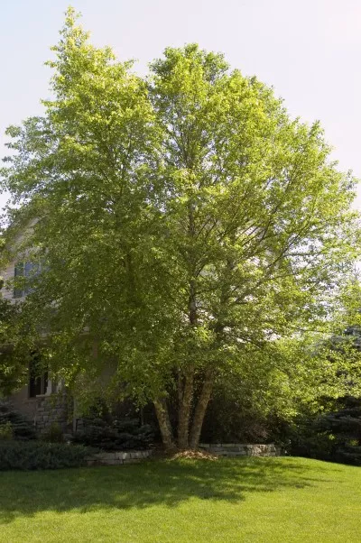 Betula n. Heritage / River Birch