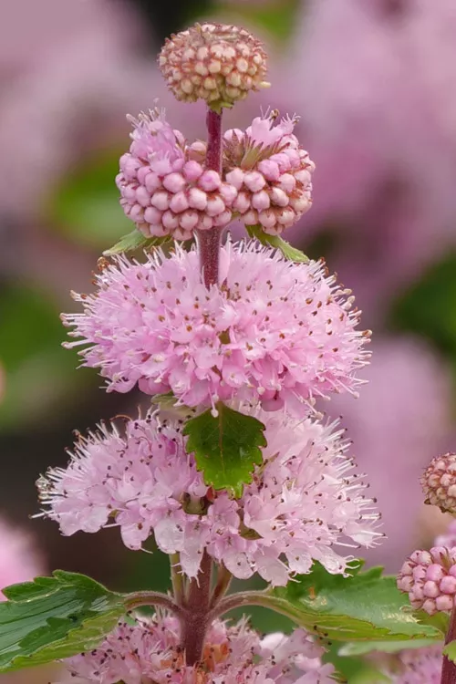 Beyond Pink'd Bluebeard (Caryopteris) - 3 Gallon Pot