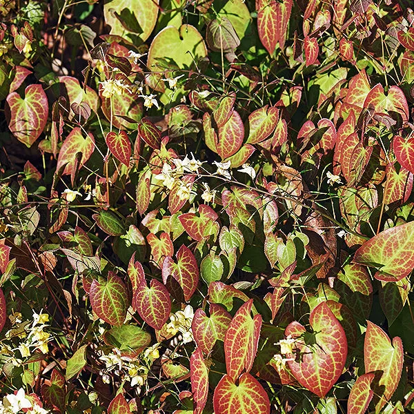 Bicolor Barrenwort – #1 Container
