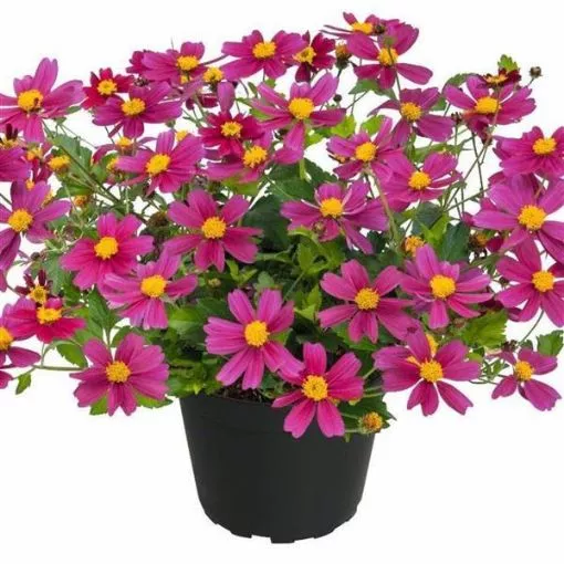 Bidens 'Bee Pink Buzz' - 4.5" Pot