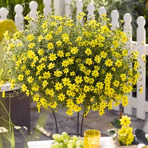 Bidens Bidy Gonzales