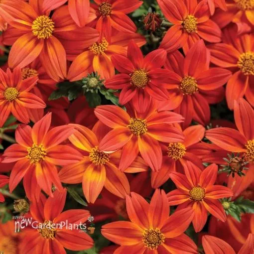 Bidens 'Campfire™ Flame' - 4.5" Pot