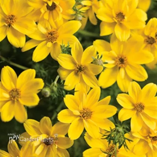 Bidens 'Goldilocks Rocks' - 4.5" Pot