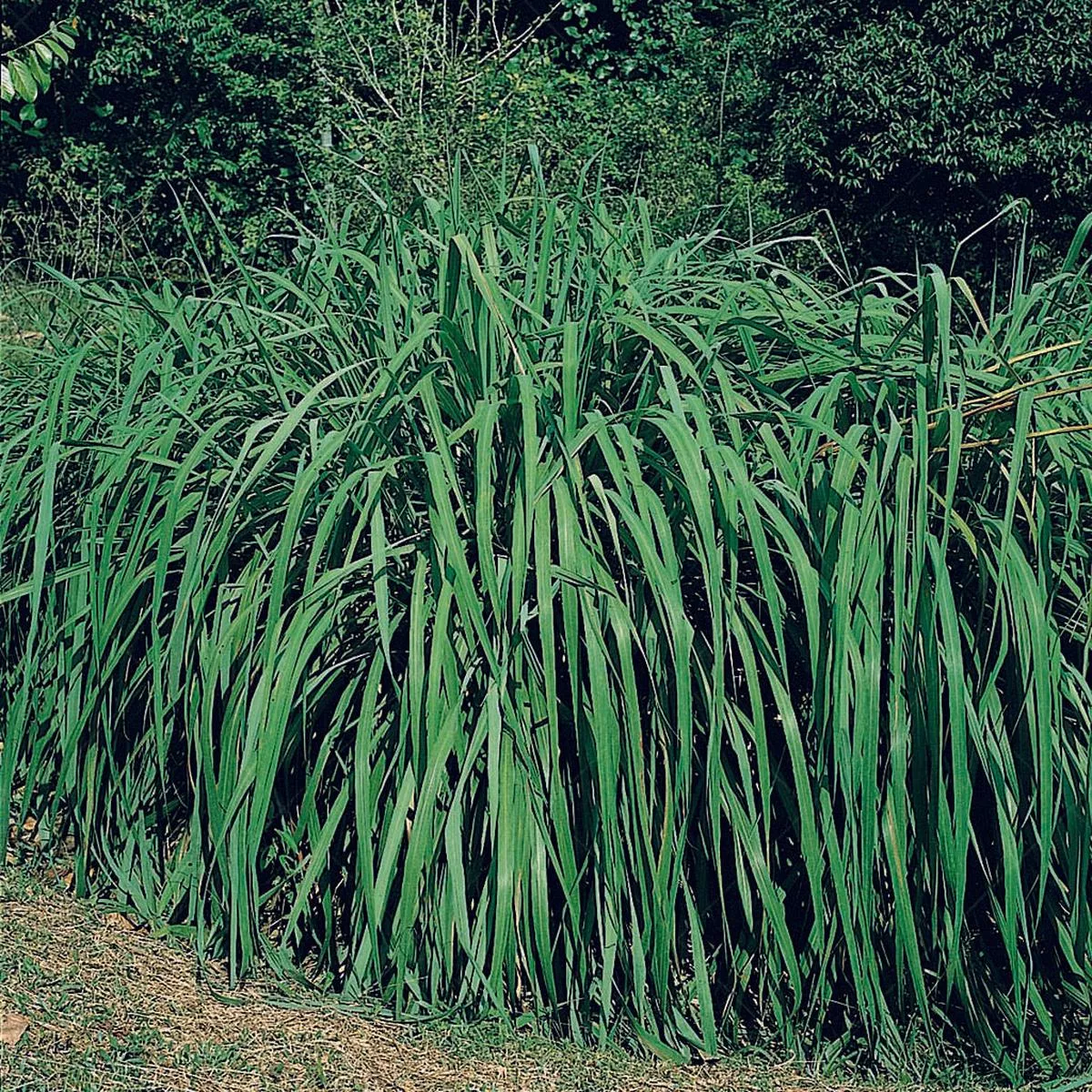 Big Bluestem Grass # 1 Cb