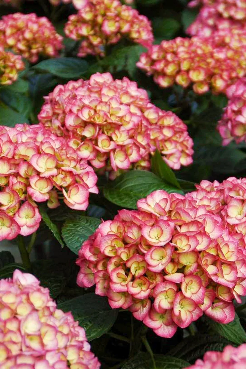 Big Leaf Hydrangea, Firefly