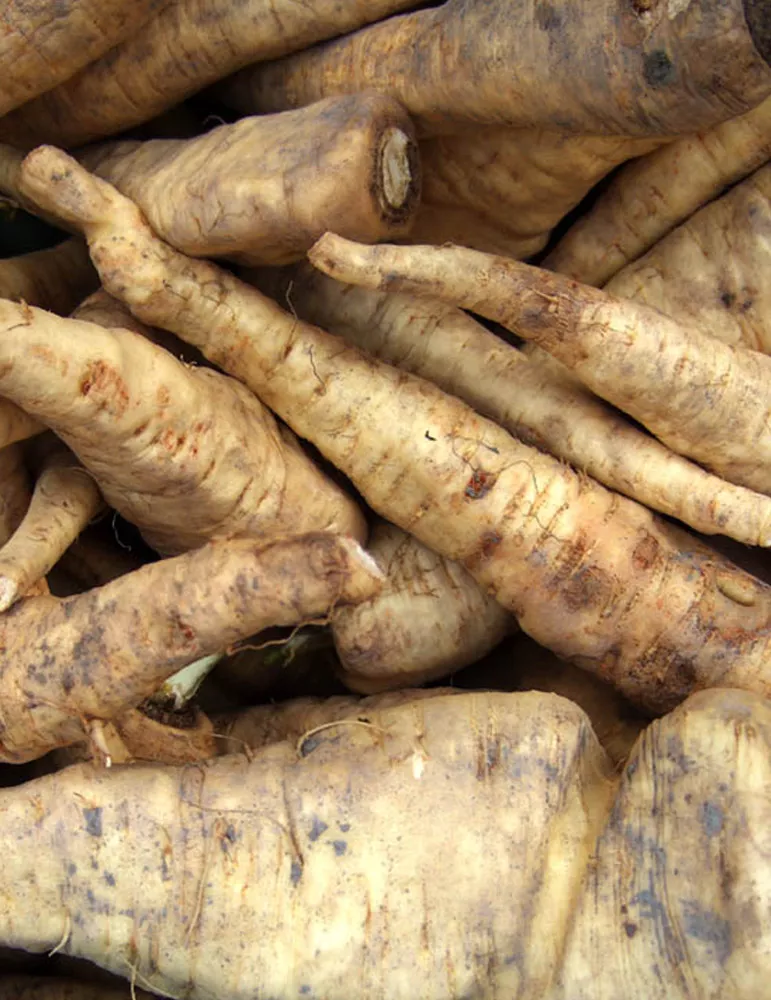 Big Top Horseradish Root