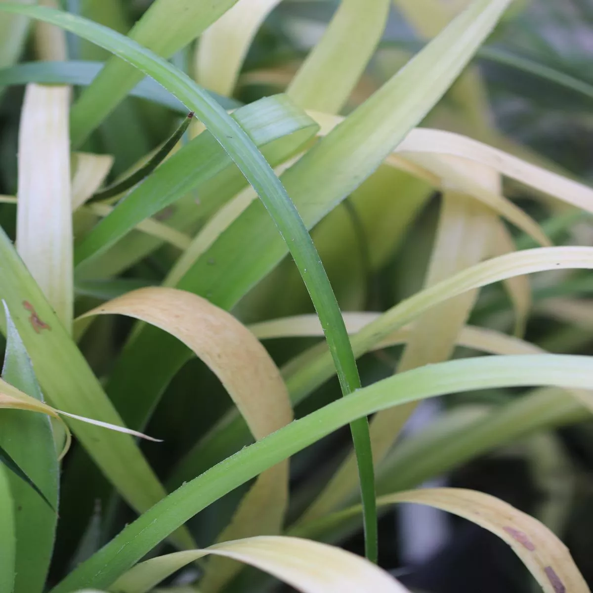 Billbergia nutans’Blondie ’