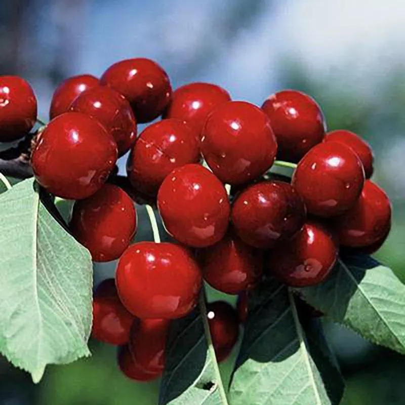 Bing Cherry – 15 Gallon ( 4 – 5 ft. )