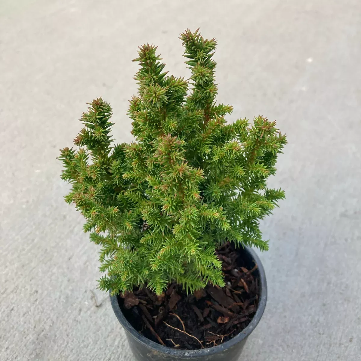 Birodo Japanese Cedar