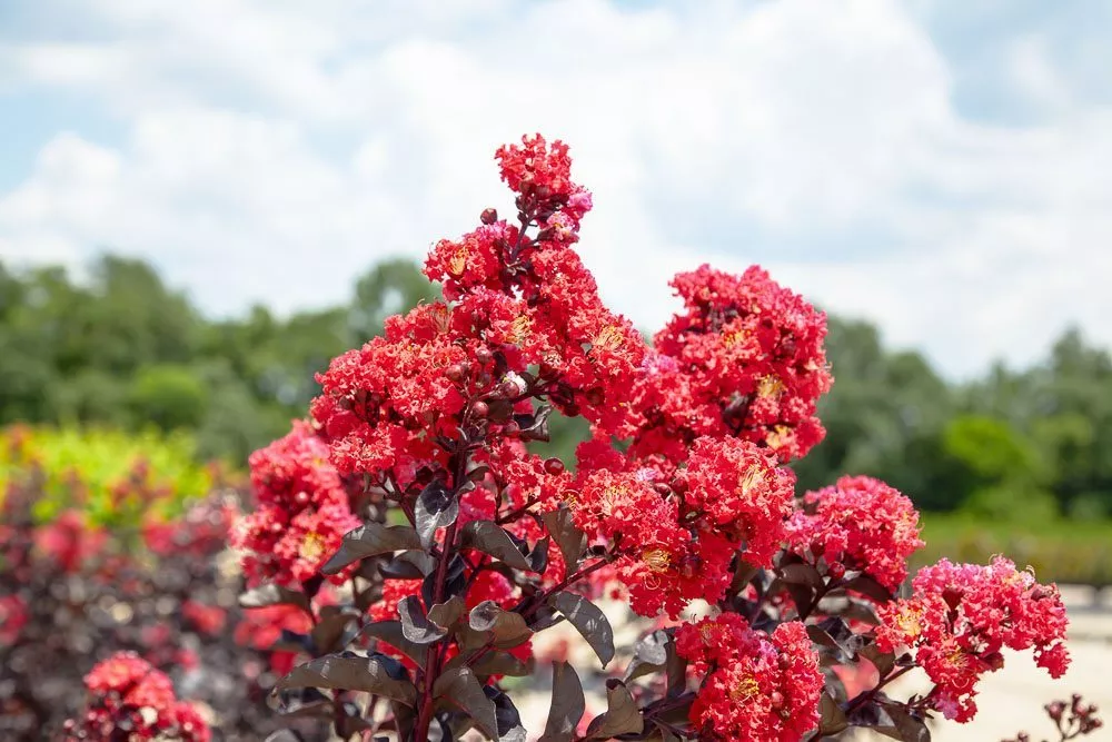 Black Diamond Best Red™ Crape Myrtle Tree – 3 Gallon