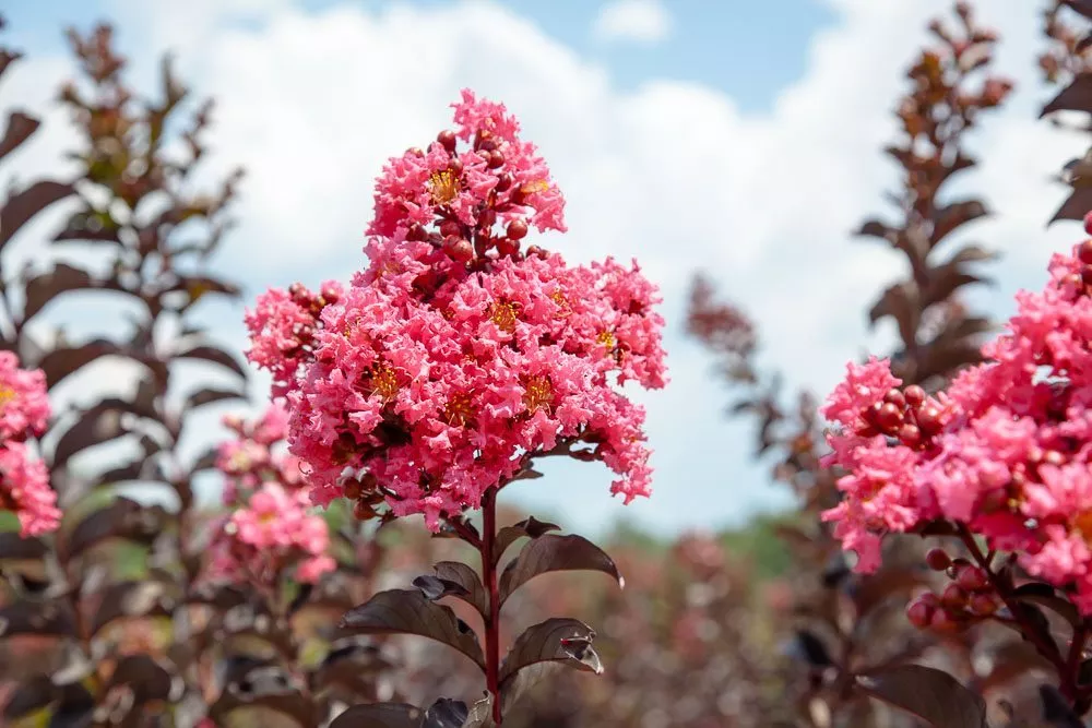 Black Diamond Shell Pink™ Crape Myrtle Tree – 3 GALLON