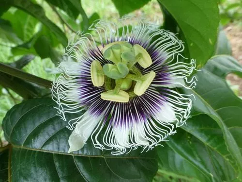 Black Knight passiflora – 1 Gallon Pot