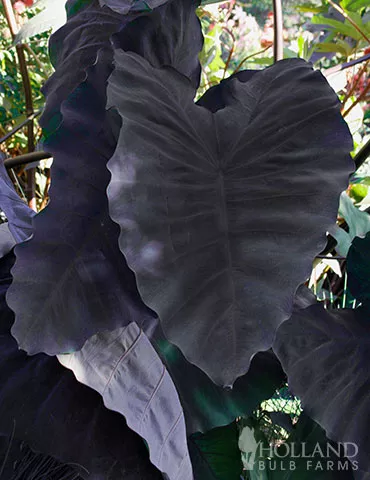 Black Magic Elephant Ear