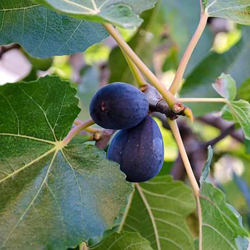Black Mission Fig – 5 Gallon ( 2 – 3 ft. )