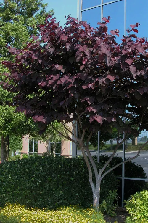 Black Pearl Eastern Redbud Tree - 5 Gallon Pot