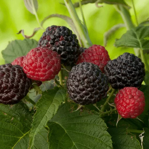 Black Raspberry (Bristol)