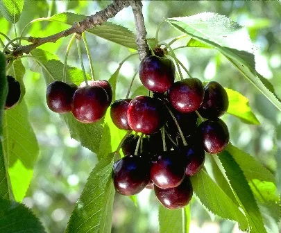 Black Tartarian Cherry Tree – I/O