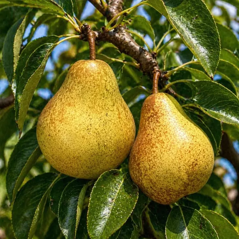 Blake's Pride Pear Tree