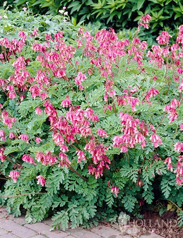 Bleeding Hearts Fernleaf