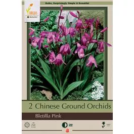 Bletilla Striata Pink 2 PK