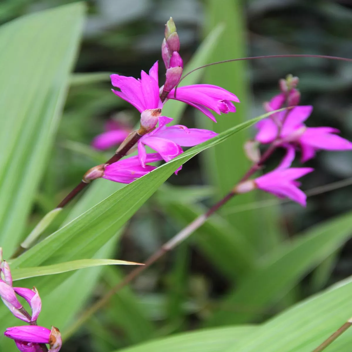 Bletilla’Yokohama ’