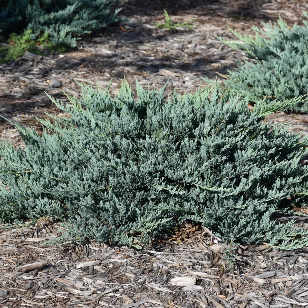 Blue Chip Juniper # 2 Container