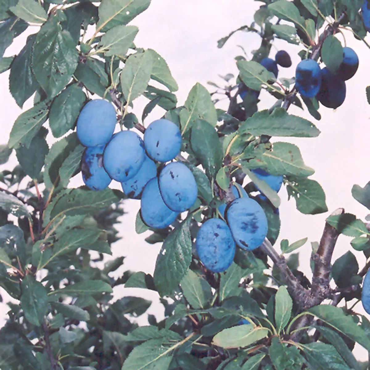 Blue Damson Plum European Dwarf Tree