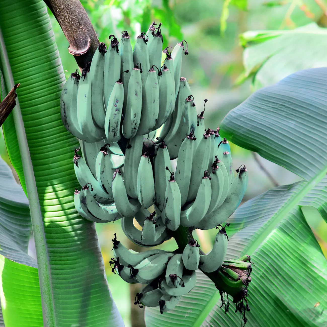 Blue Ice Cream Banana Tree – 2 Gallon