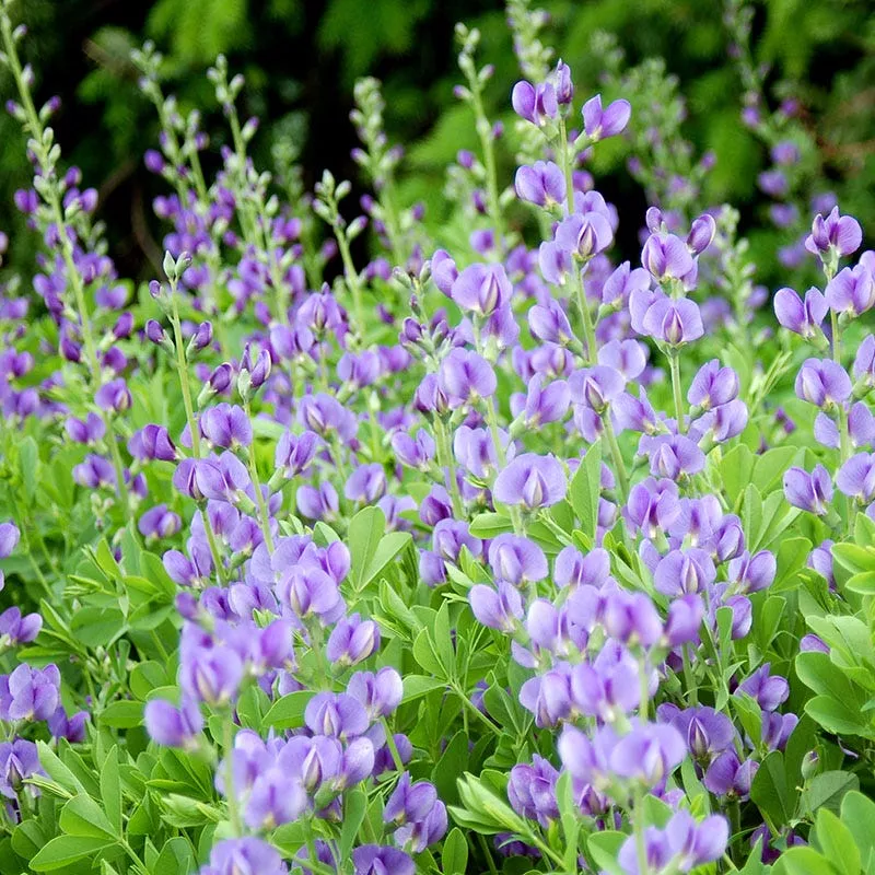 Blue Indigo Seeds