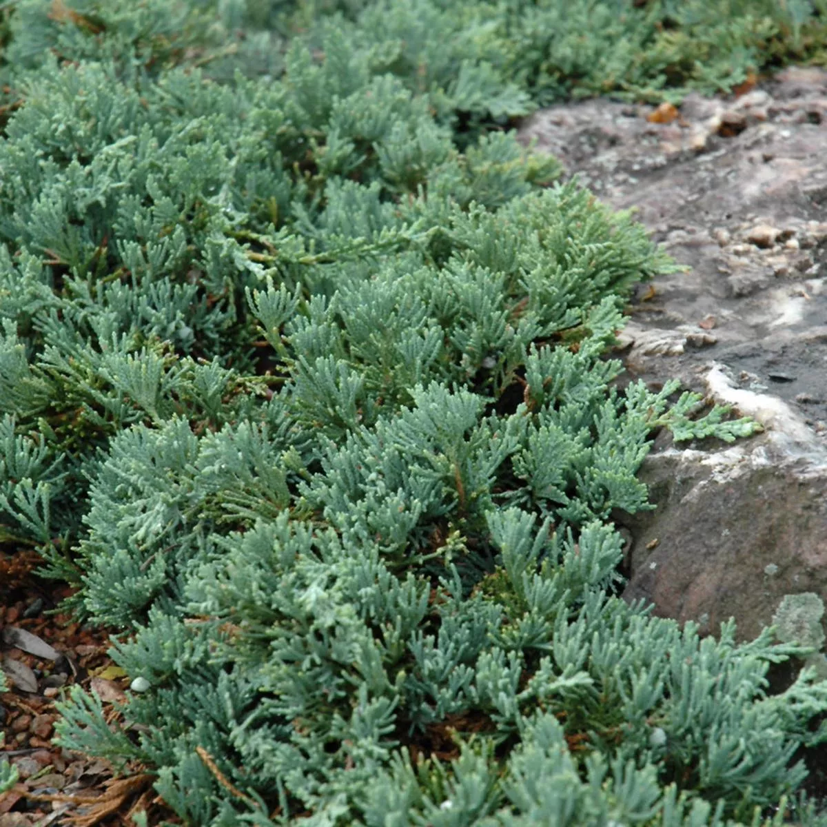 Blue Rug Juniper # 2 Container