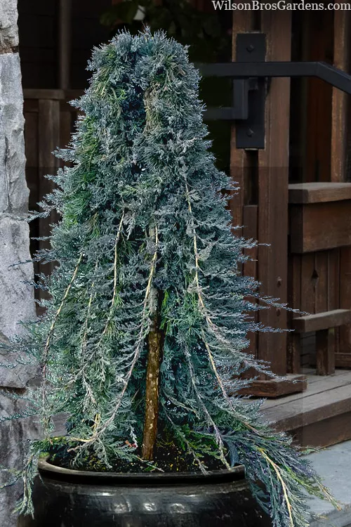 Blue Rug Juniper Tree Form Topiary - 7 Gallon Pot
