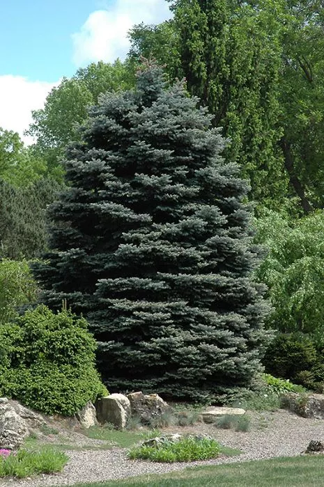 Blue Spruce - Fat Albert