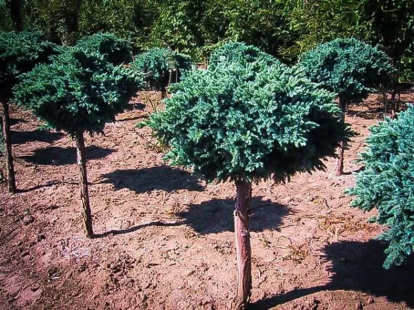 Blue Star Juniper – Tree Form