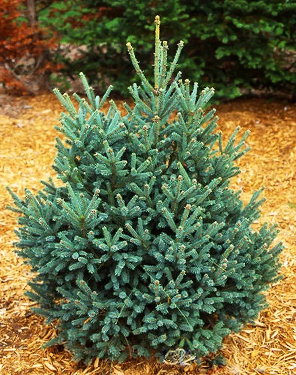 Blue Teardrop Spruce