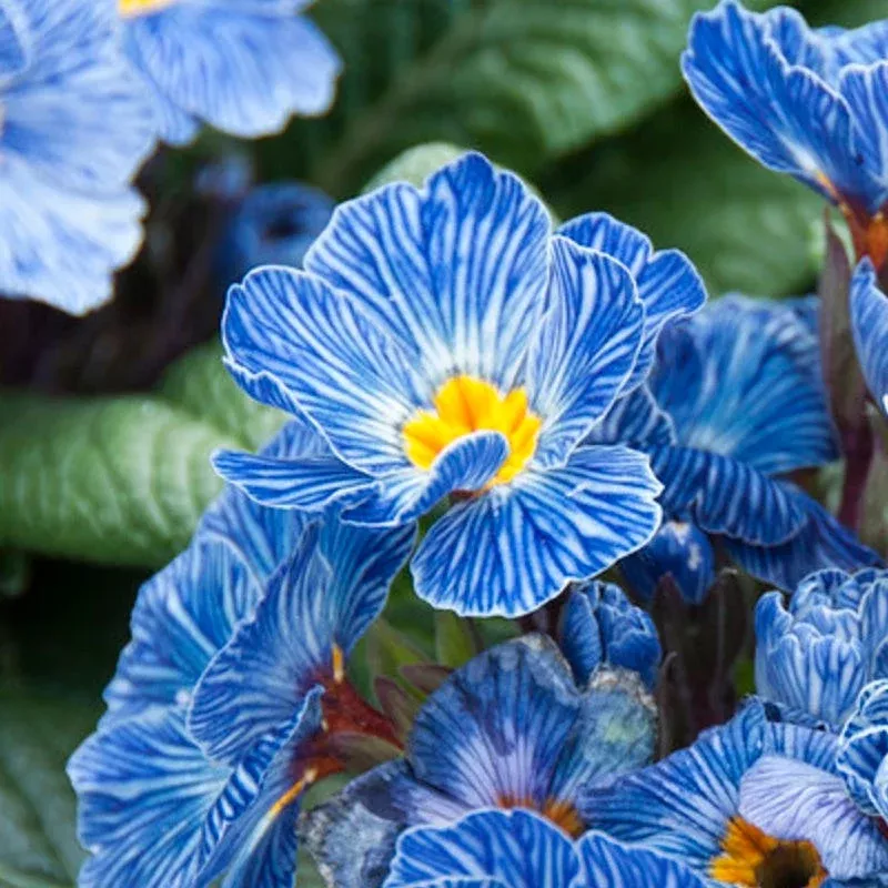 Blue Zebra Primrose