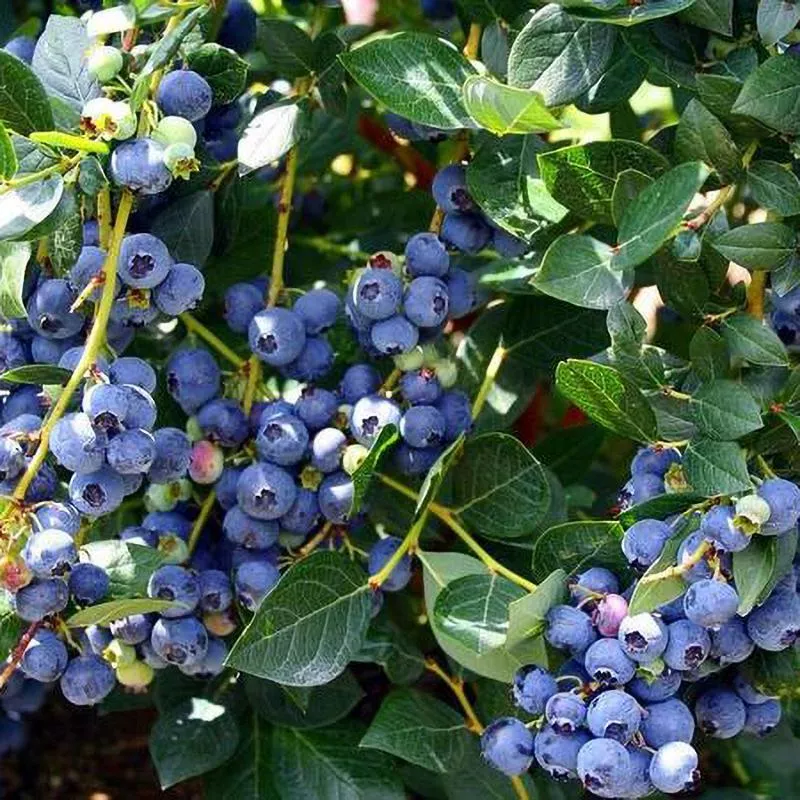 Blueberry – 3 Gallon