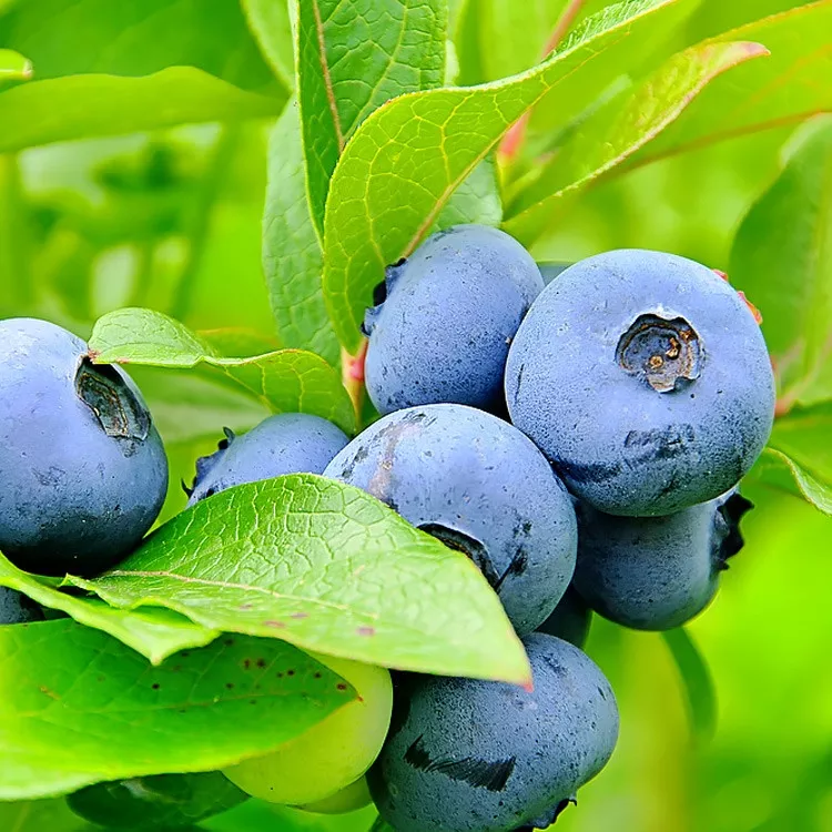Blueberry (Bluegold)