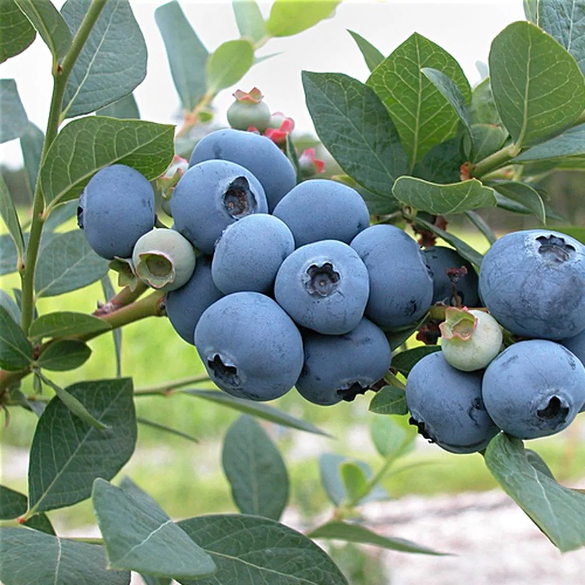 Blueberry, Highbush seeds