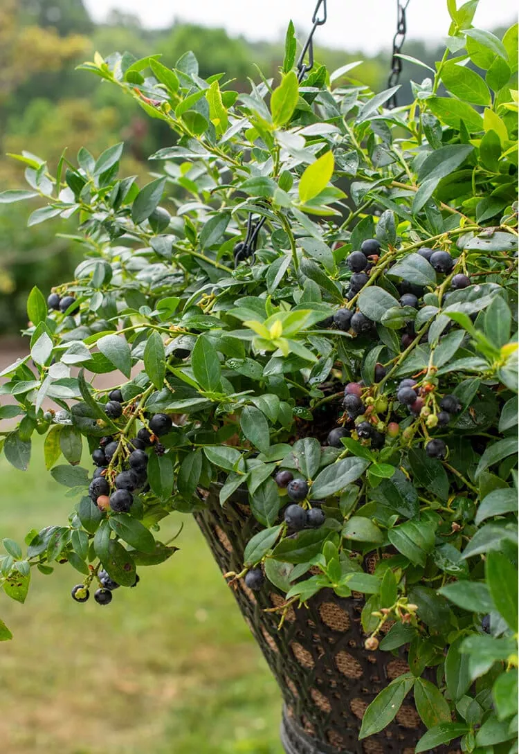 Blueberry (Midnight Cascade)