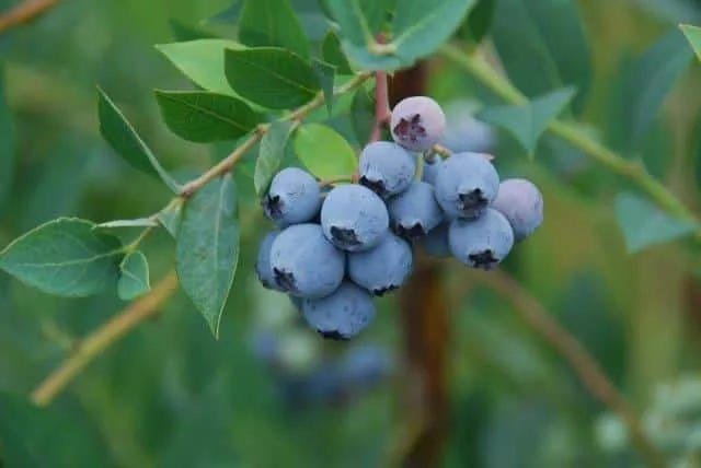 Blueberry (Mini Blues)