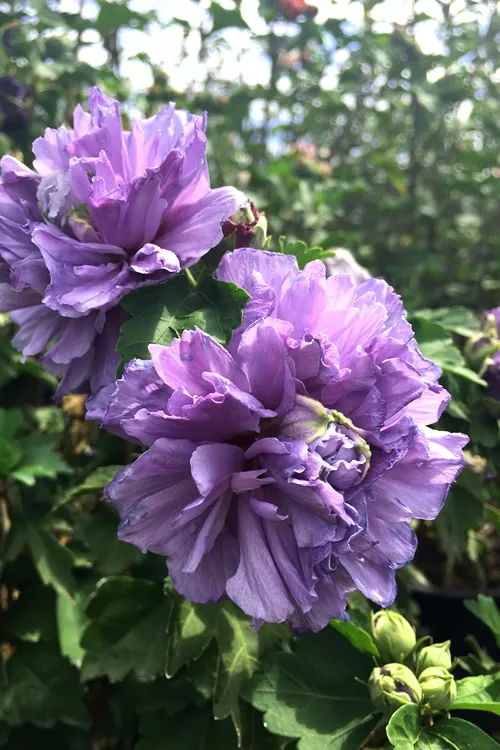 Blueberry Smoothie Althea (Rose of Sharon) - 3 Gallon Pot