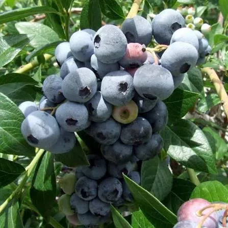 Blueberry (Sweetheart)